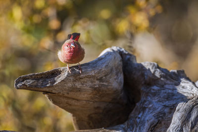 Close-up of parrot on tree