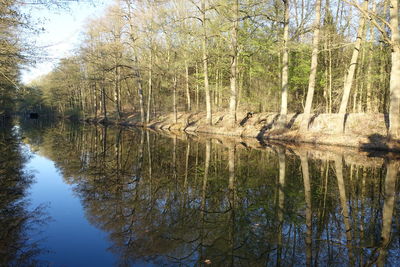 Scenic view of lake in forest