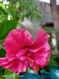 Close-up of pink flowering plant