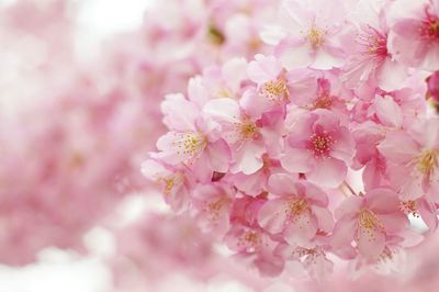 Close-up of pink flowers