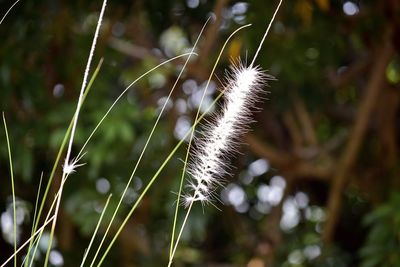 Close-up of dandelion on field