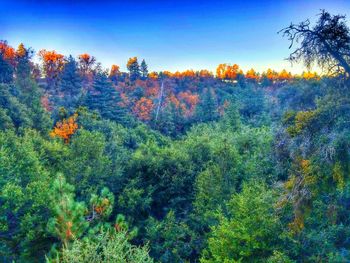 Scenic view of forest against clear sky