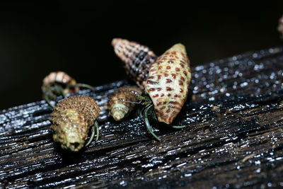 Close-up of crab on wood against black background