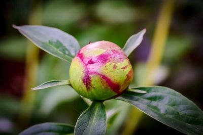 Close-up of pink flowering plant