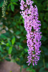 Close-up of purple flowering plant