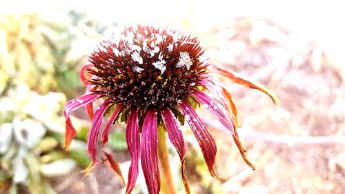 Close-up of wilted flower