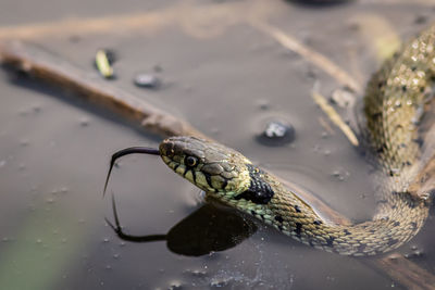 Close-up of snake