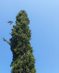Low angle view of tree against blue sky