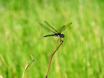 Close-up of dragonfly on grass