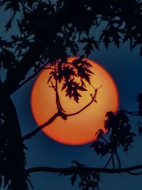 Low angle view of silhouette tree against sky during sunset