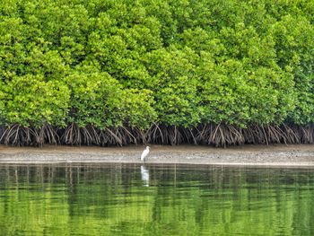 Scenic view of lake in forest