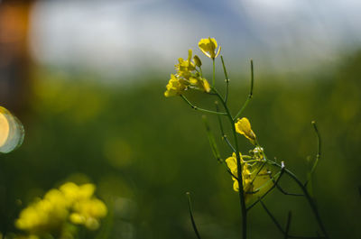 Close-up of yellow flowering plant on field