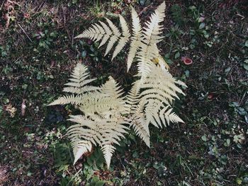 High angle view of leaves on field