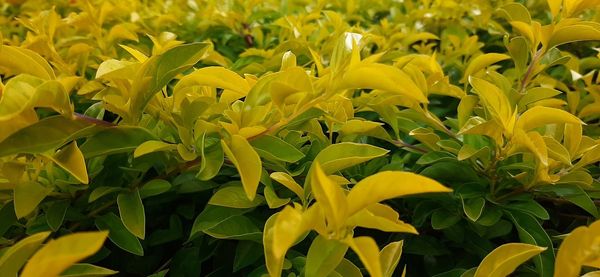 Close-up of yellow flowering plant on field