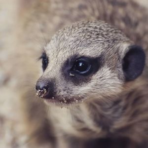 Close-up portrait of a dog