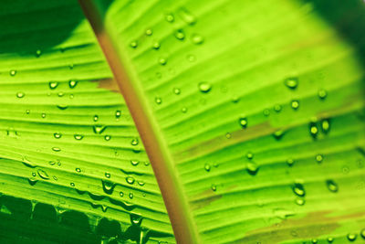 Full frame shot of raindrops on green leaves