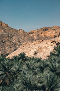 Scenic view of palm trees and mountains against clear sky