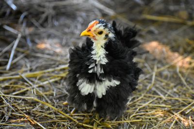 Close-up of a bird on field