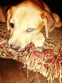 Dog looking at camera