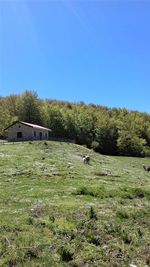 Scenic view of field against clear blue sky