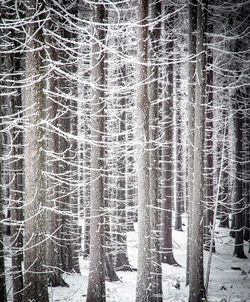 Snow covered trees