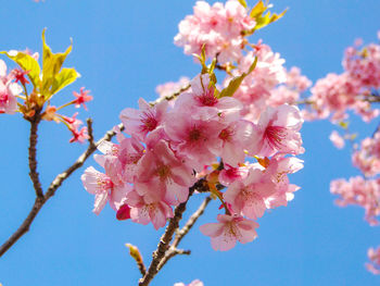 Low angle view of pink cherry blossoms against sky