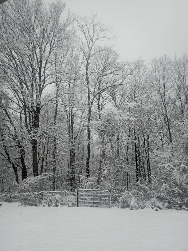 tree, winter, snow, bare tree, cold temperature, season, tranquility, tranquil scene, branch, nature, beauty in nature, weather, scenics, landscape, forest, covering, non-urban scene, sky, outdoors, day