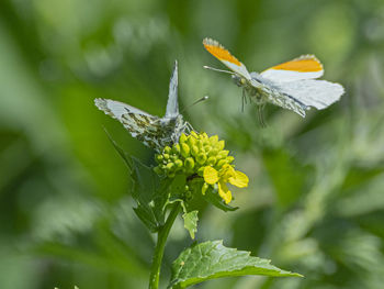 Close-up of butterfly pollinating on flower