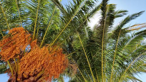 Low angle view of palm trees against sky