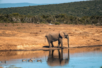 View of elephant in lake