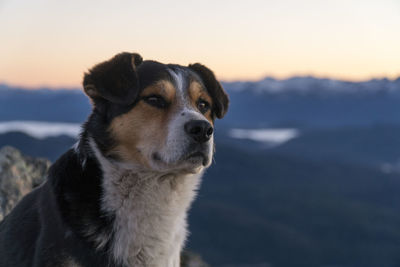 Close-up of dog looking away against sky during sunset