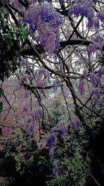 Low angle view of tree