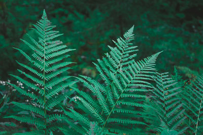 Close-up of fern leaves