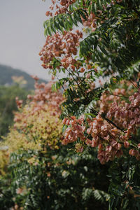 Close-up of pink flowering plant