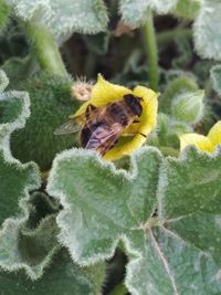 Close-up of bee pollinating on a plant