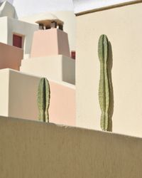 Close-up of cactus growing against wall