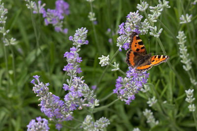 Close-up of butterfly pollinating on lavender