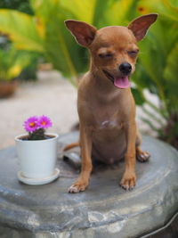 Portrait of dog looking at camera