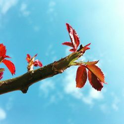 Low angle view of flowers against blue sky