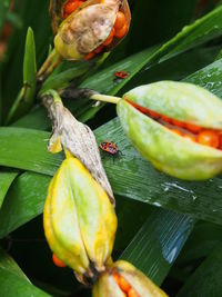 Close-up of green leaves