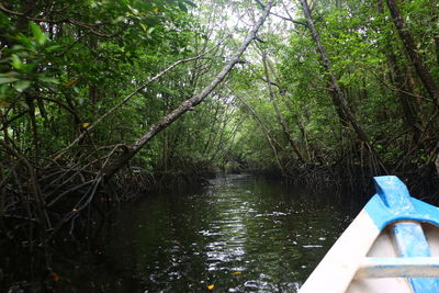 River amidst trees in forest