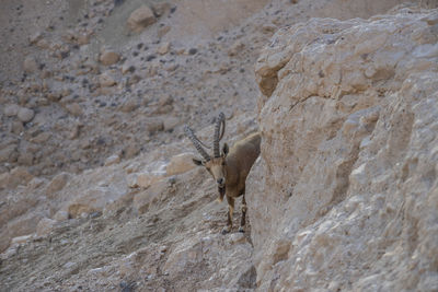 View of lizard on rock