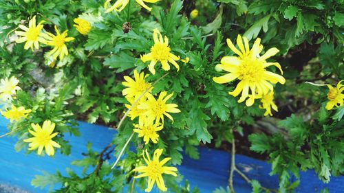 Close-up of yellow flowers blooming outdoors