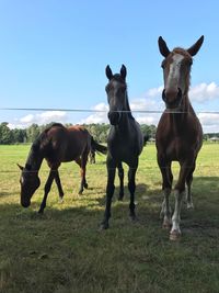 Horses watching 