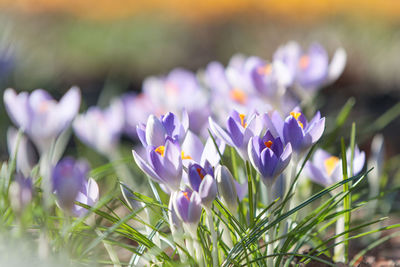 Close-up of purple crocus flowers on field