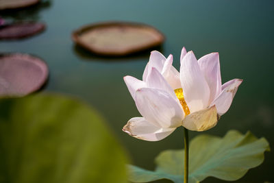 Close-up of lotus water lily in pond