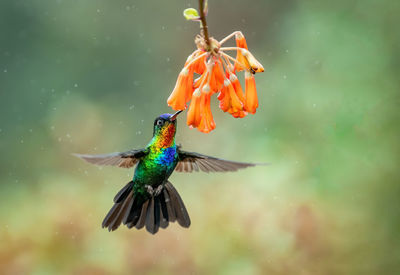 Close-up of bird flying