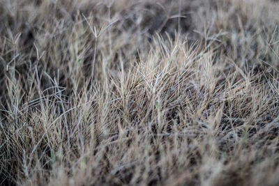 Full frame shot of crops on field