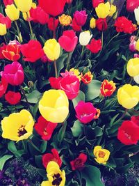 High angle view of multi colored flowering plants