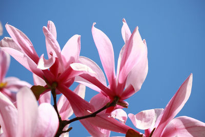 Close-up of pink flowering plant against blue sky